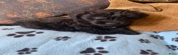 Mixed Breed dogs for sale: Bedlington x Cairn Terrier - Advert 4