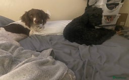 English Springer Spaniel dogs for sale: Buddie 5n half months beautiful boy - Image 3