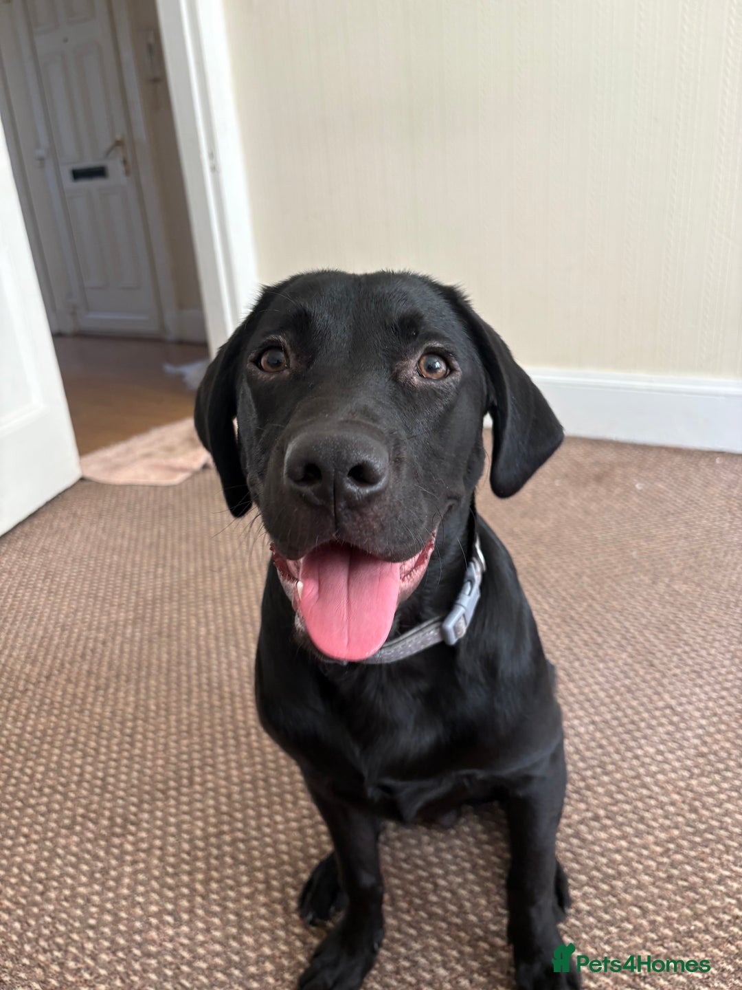 Labrador Retriever dogs for sale: Black Labrador puppy  in Glasgow - Image 9