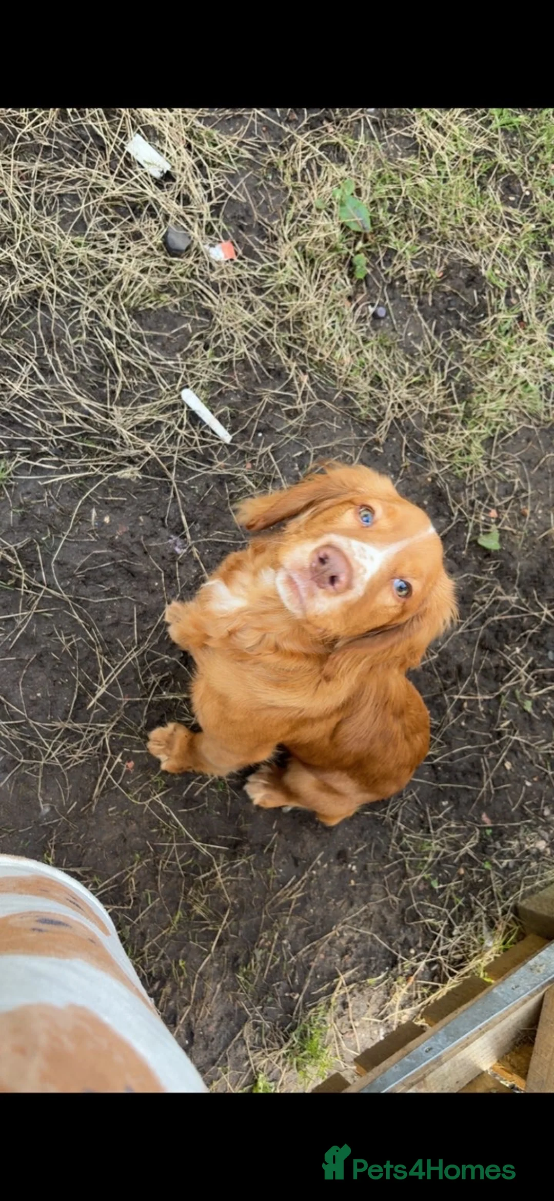 Cocker Spaniel dogs for sale: Male cocker spaniel for sale  in Leven - Advert 1
