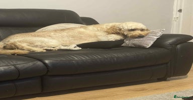 Irish Doodle dogs - Advert 4