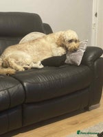 Irish Doodle dogs - Advert 6