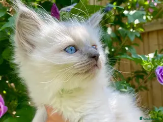 Ragdoll cats Ragdoll Kittens - Advert 2