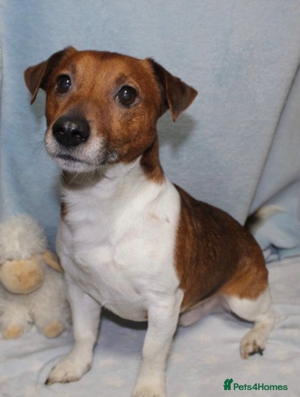 Jack Russell dogs STUNNING JACK RUSSEL STUD in Mauchline - Advert 1