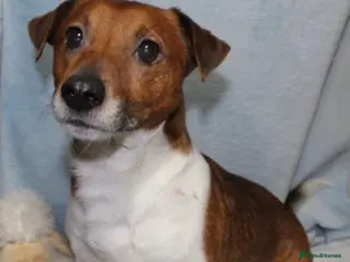 Jack Russell dogs STUNNING JACK RUSSEL STUD in Mauchline - Advert 15