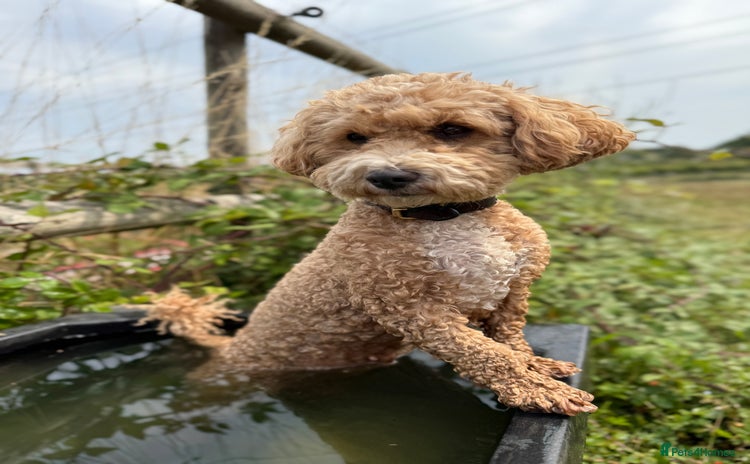 Poochon dogs Toy Poochons  - Advert 1