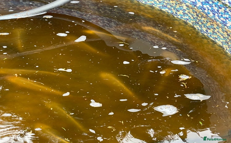 Koi Carp fish - Advert 1