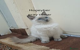 Ragdoll cats for sale: GCCFRagdoll Ready to go - Image 2