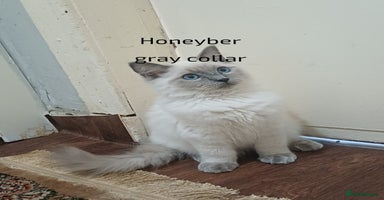 Ragdoll cats - Advert 1