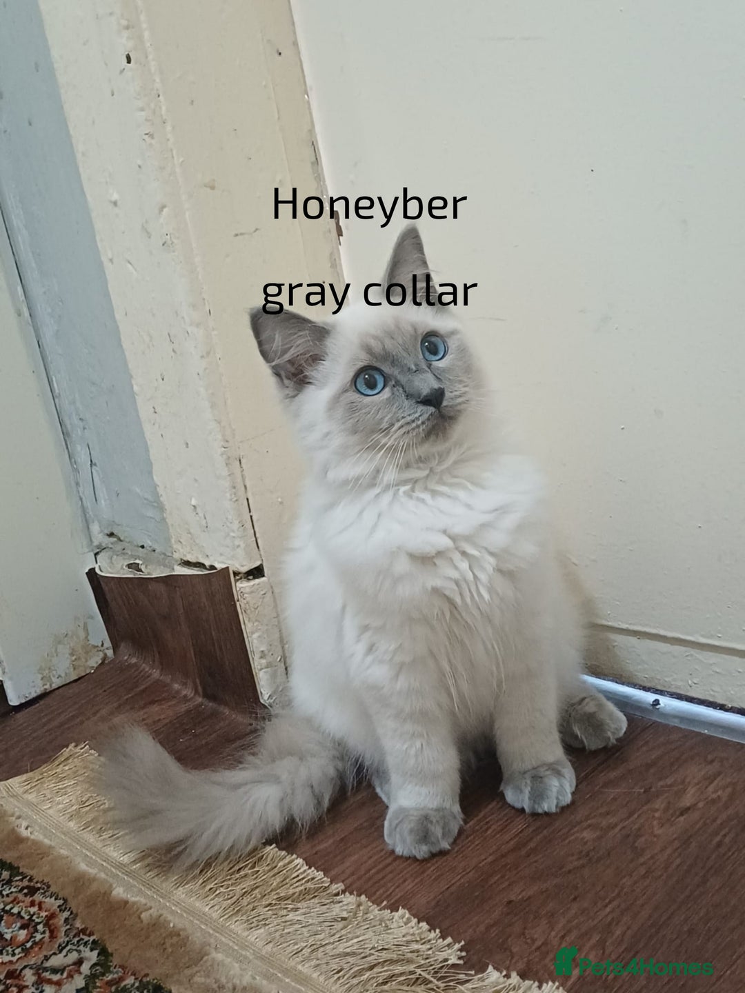Ragdoll cats for sale: GCCFRagdoll Ready to go - Image 2