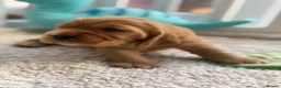 Cocker Spaniel dogs for sale: Champion Bloodline KC Show Cocker Spaniel Puppies  - Advert 7