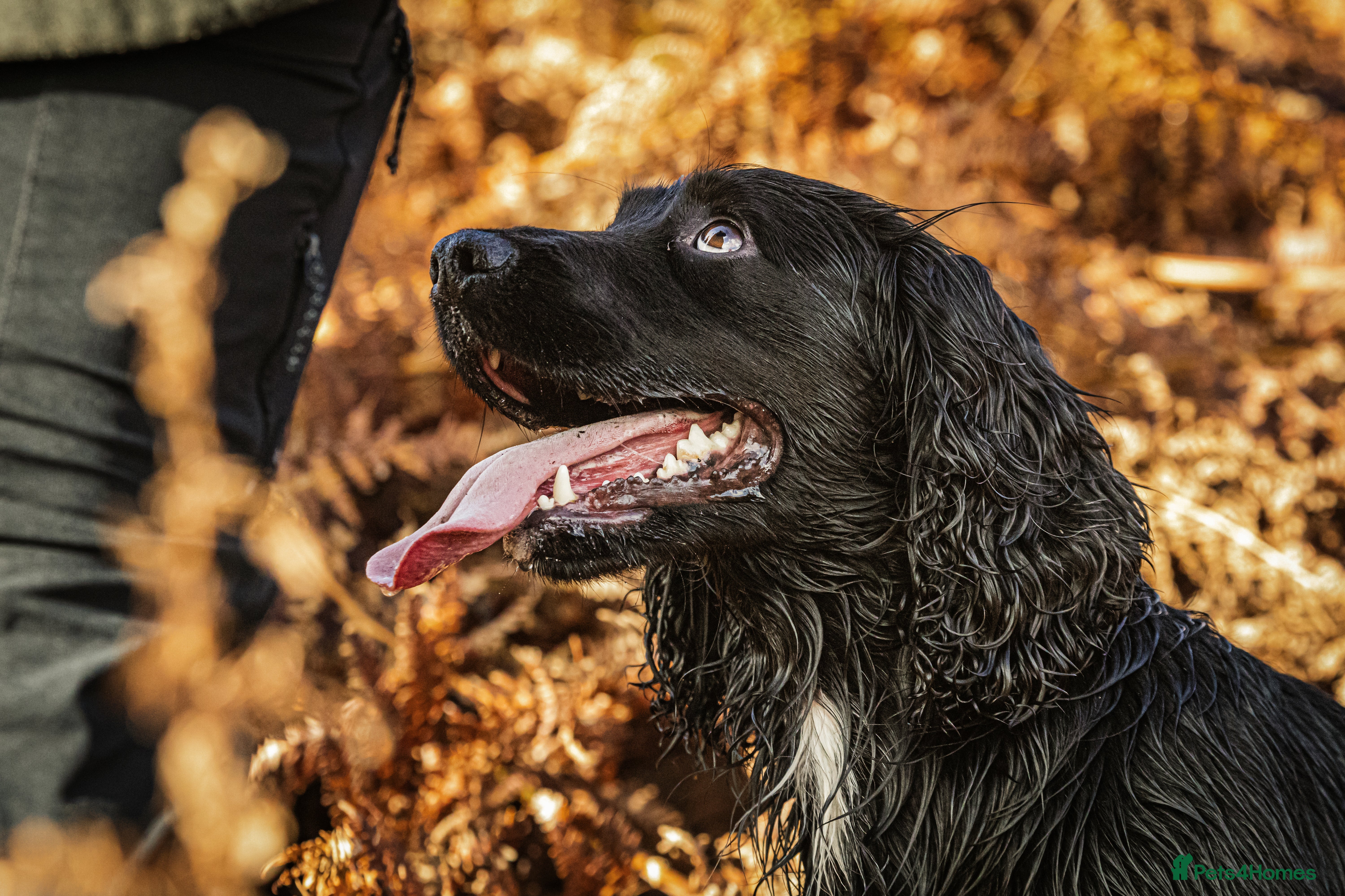 Cocker Spaniel dogs FTAW health tested cocker stud in Leven - Advert 3