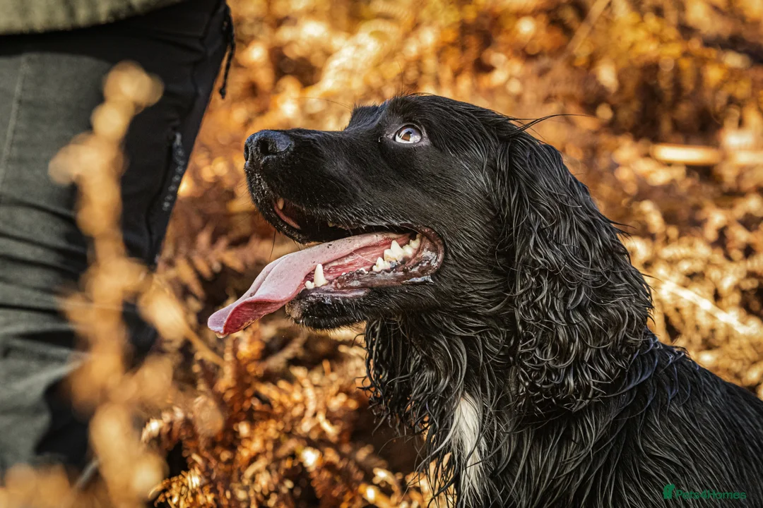 Cocker Spaniel dogs for stud: FTAW health tested cocker stud in Leven - Advert 1