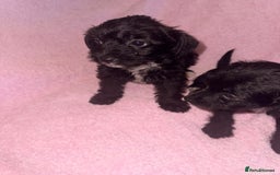 Jackapoo dogs for sale: Beautiful black jackapoo pups  - Image 5
