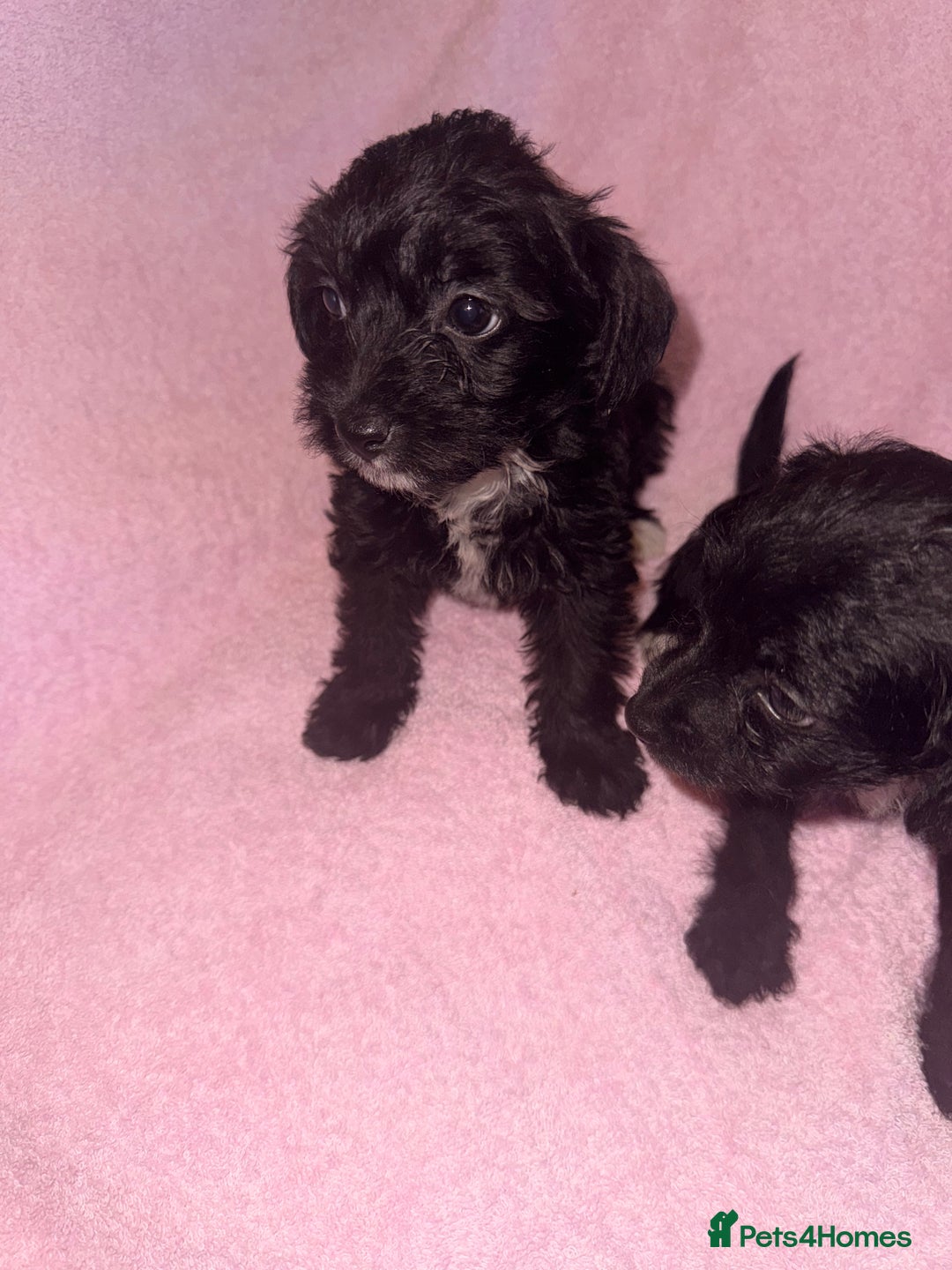 Jackapoo dogs for sale: Beautiful black jackapoo pups  - Image 5