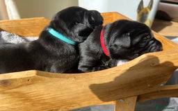 Labrador Retriever dogs for sale: KC DNA TESTED STUNNING ROBUST PUPPIES - Image 8