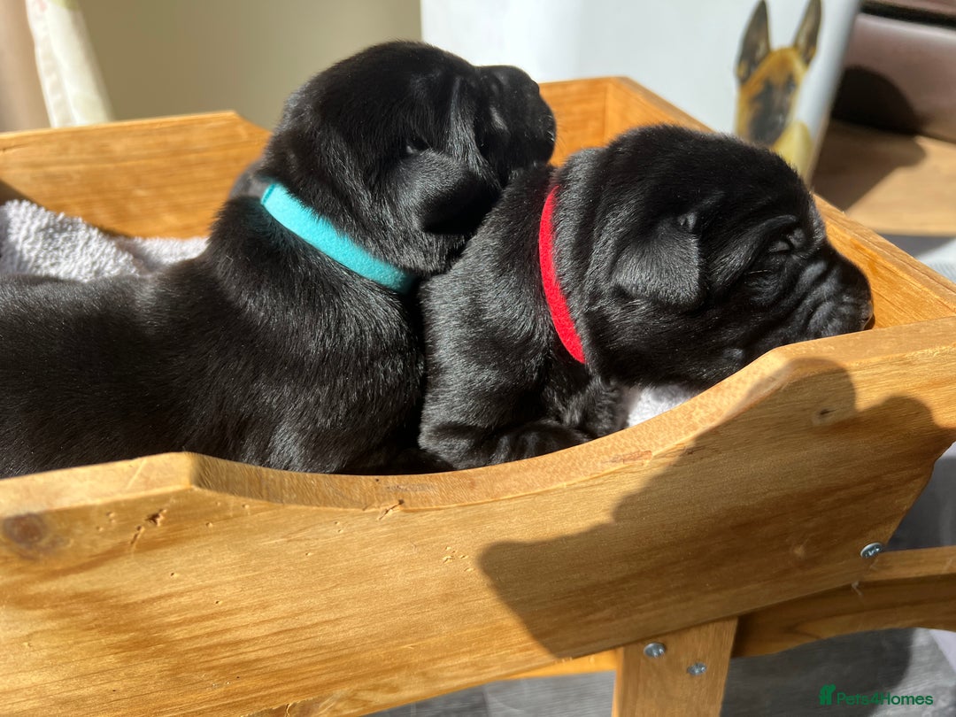 Labrador Retriever dogs for sale: KC DNA TESTED STUNNING ROBUST PUPPIES - Image 8