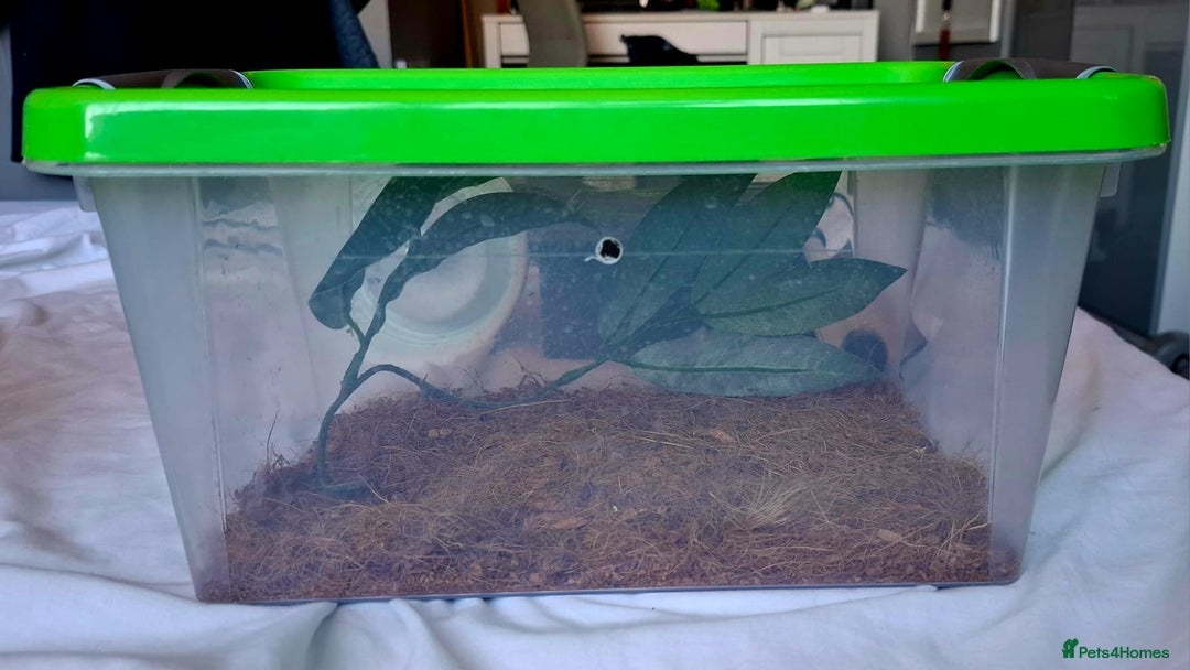 Gecko reptiles for sale: Crested Gecko  - Advert 8