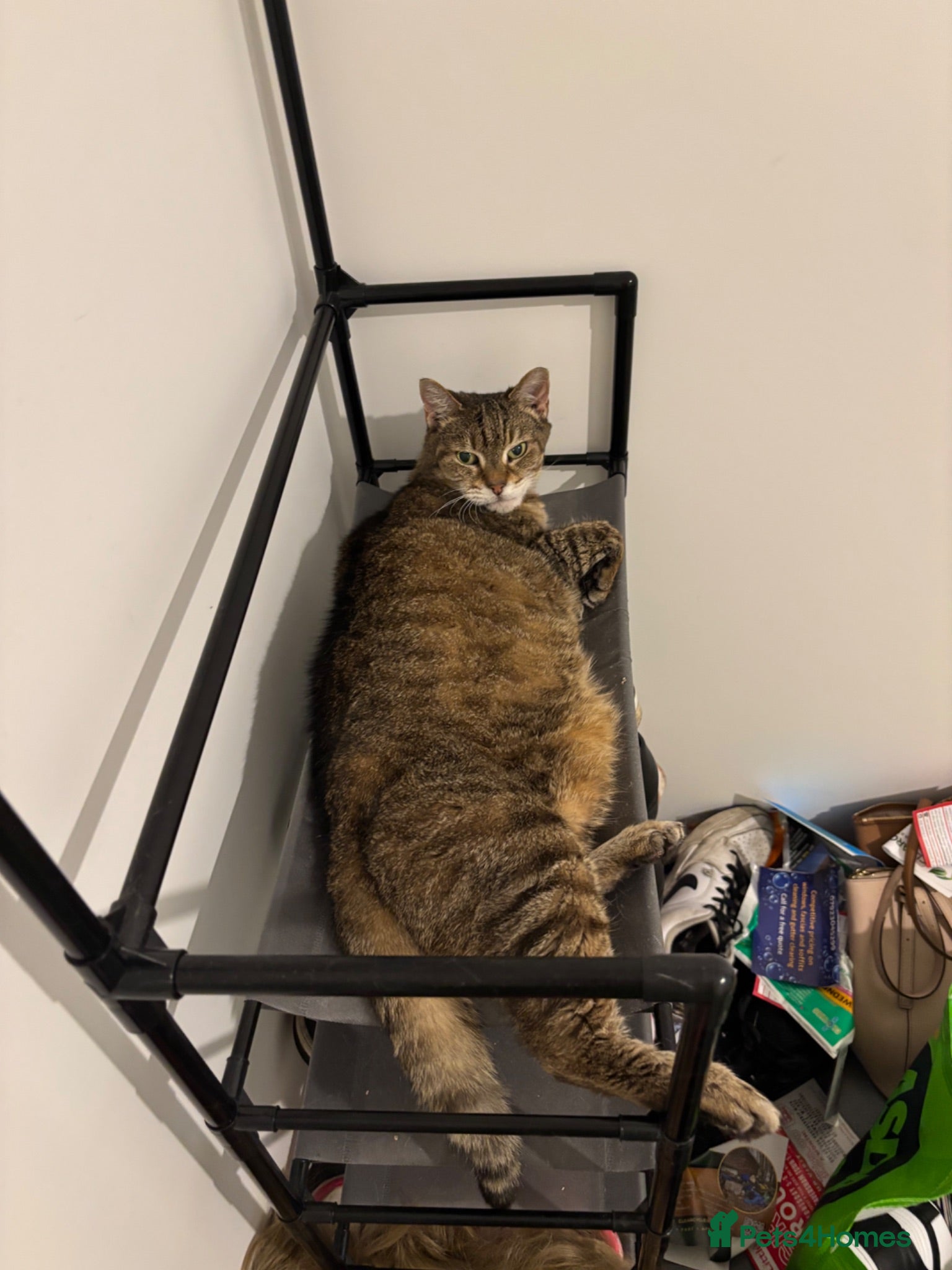 Mixed Breed cats Obese cat for sale - Advert 1