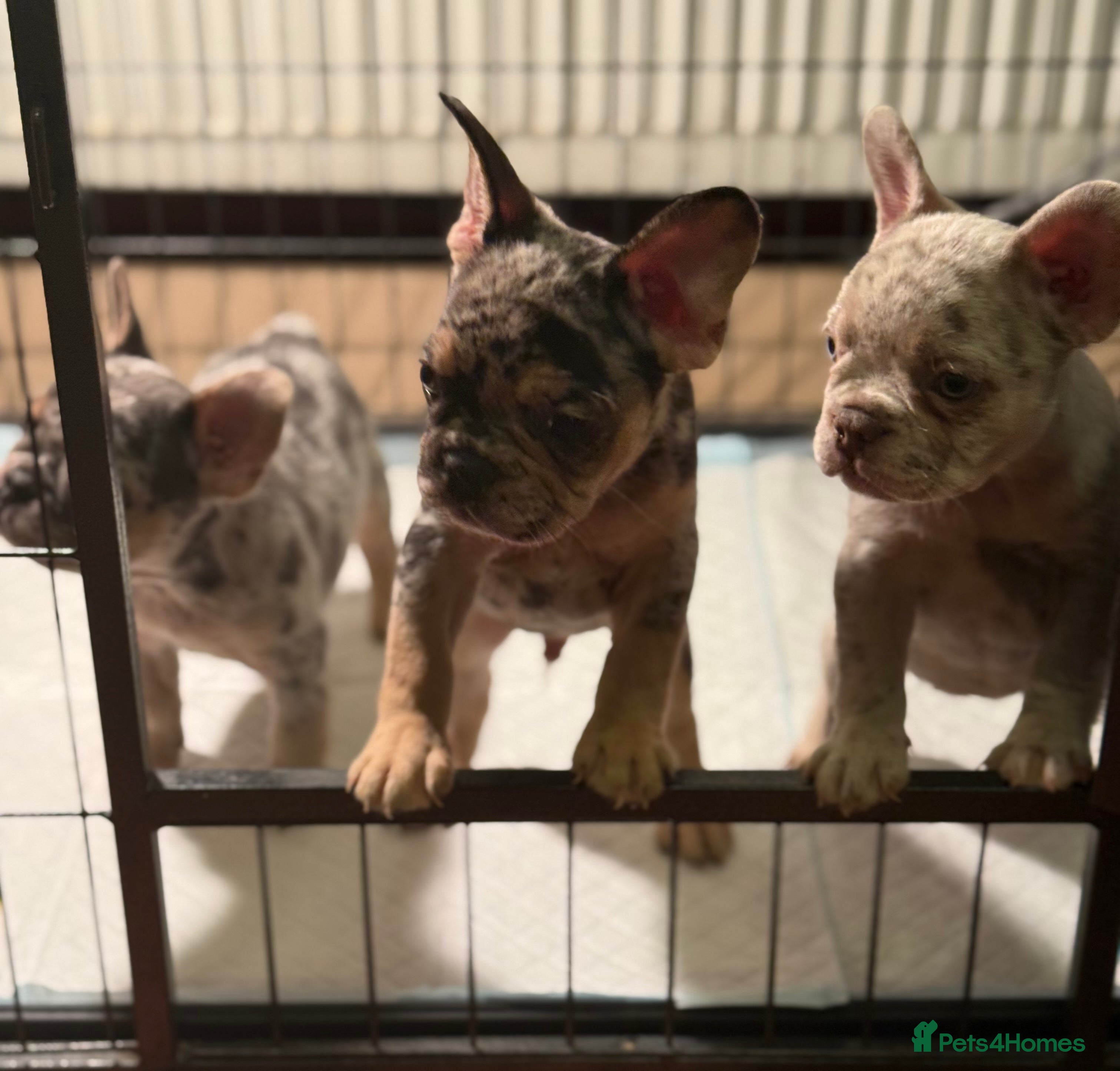 French Bulldog dogs Frenchie puppies - Advert 1