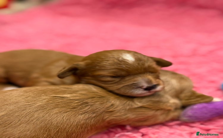 Cavapoo dogs - Advert 13