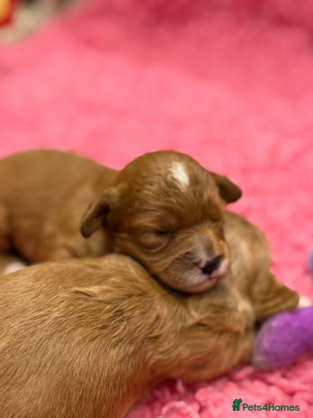 Cavapoo dogs - Advert 8