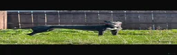 Greyhound dogs for sale: paul  - Advert 2