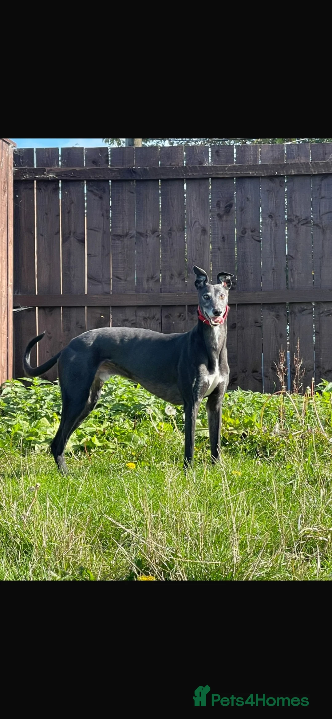Greyhound dogs for sale: paul  - Advert 2