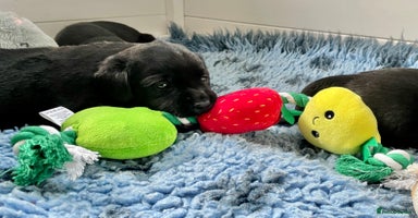 Labrador Retriever dogs - Advert 2