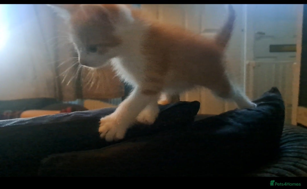 Mixed Breed cats for sale: 7 gorgeous kittens READY NOW - Image 15