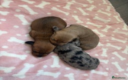 Miniature Dachshund dogs for sale: 2 Beautiful female miniature dachshund - Advert 6