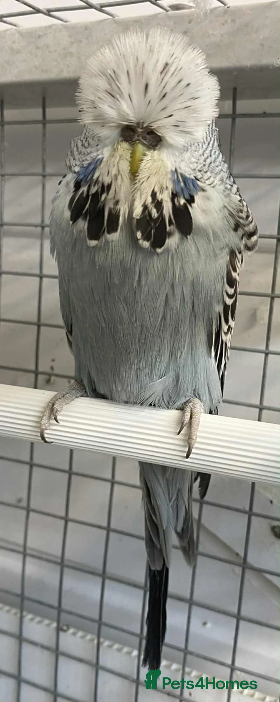 Budgerigars birds for sale: Budgies now available  - Advert 12