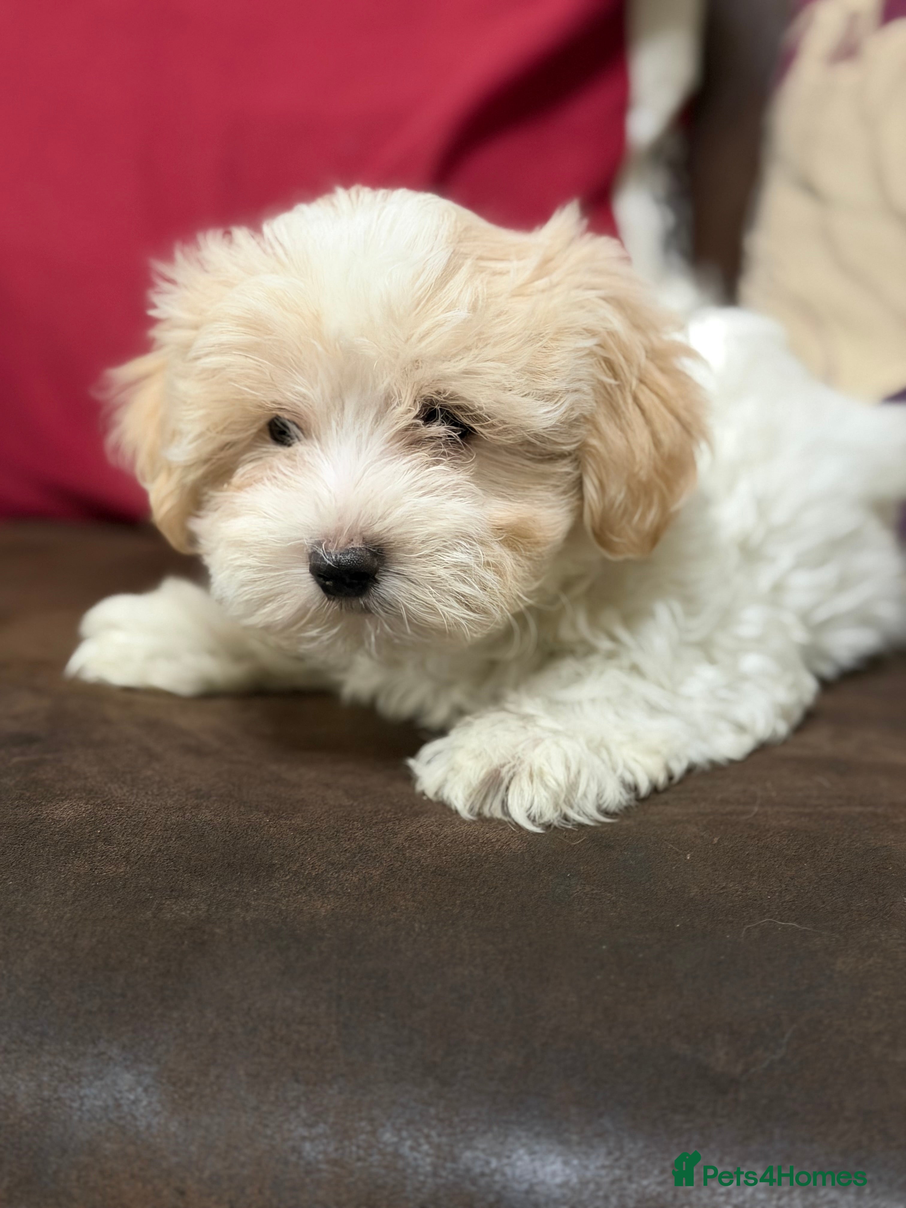 Mixed Breed dogs 🐾🐾🐾Maltipoo Puppies 🐾🐾🐾 - Advert 7