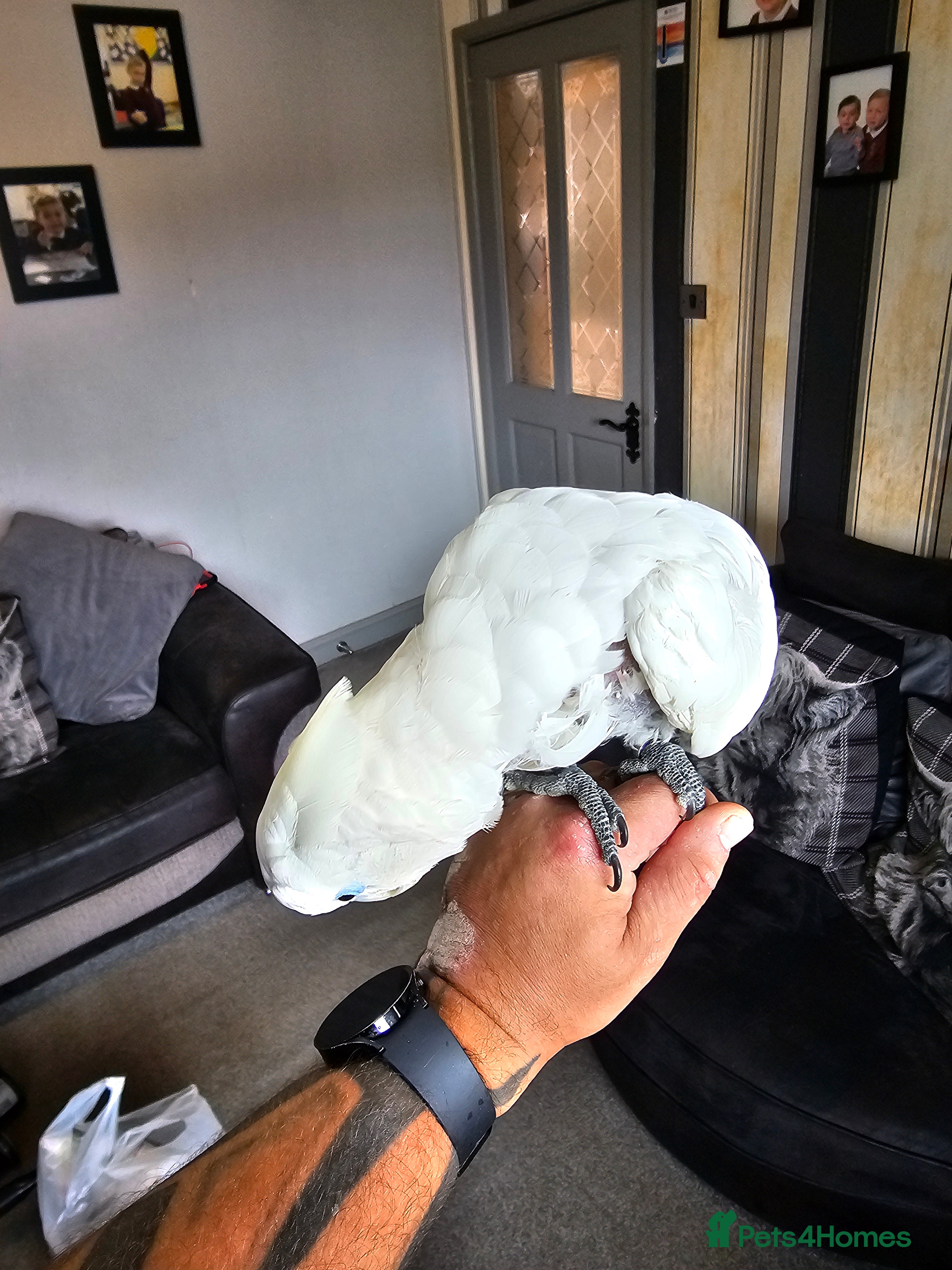 Cockatoo birds Cockatoo for sale  - Advert 2