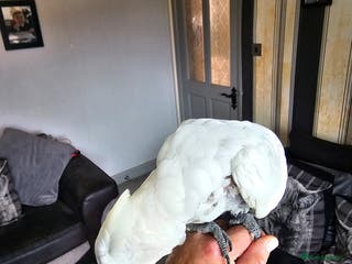 Cockatoo birds Cockatoo for sale - Advert 3