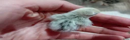 Quail poultry for sale: Snowflake Bobwhite Quail Chicks - Advert 9