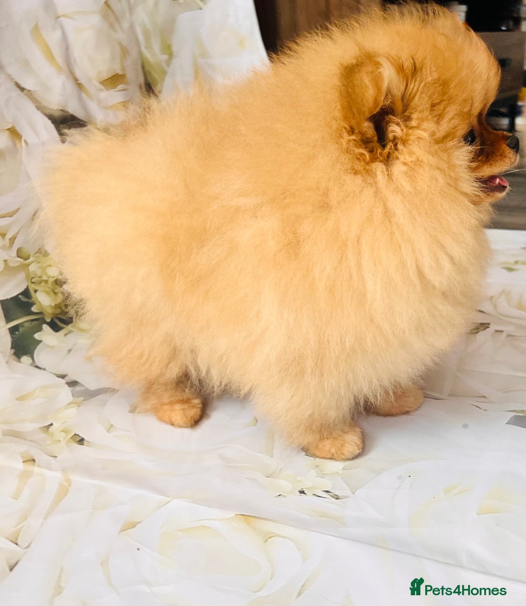 Pomeranian dogs for sale: 💗Last girl left! Royal Orange Pomeranian Pedigree - Image 37