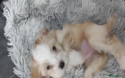 Tibetan Terrier dogs for sale: KC Tibetan Terrier Puppy  - Advert 20
