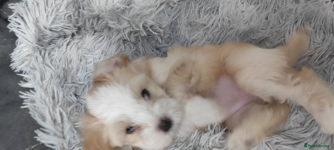 Tibetan Terrier dogs for sale: KC Tibetan Terrier Puppy  - Advert 20