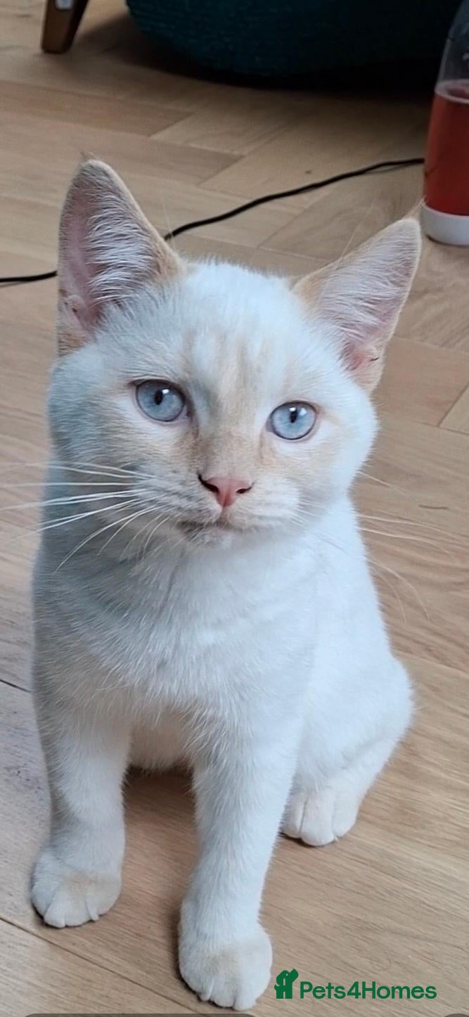 Siberian cats Boy with blue eyes READY!! - Advert 3