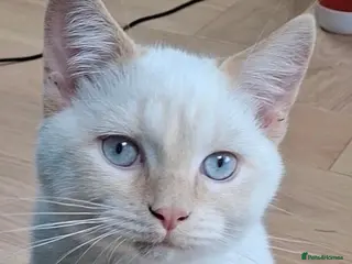 Siberian cats Boy with blue eyes READY!! - Advert 3