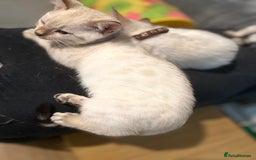 Bengal cats for sale: Blue Eyes Snow Lynx Bengal Kittens - Image 33