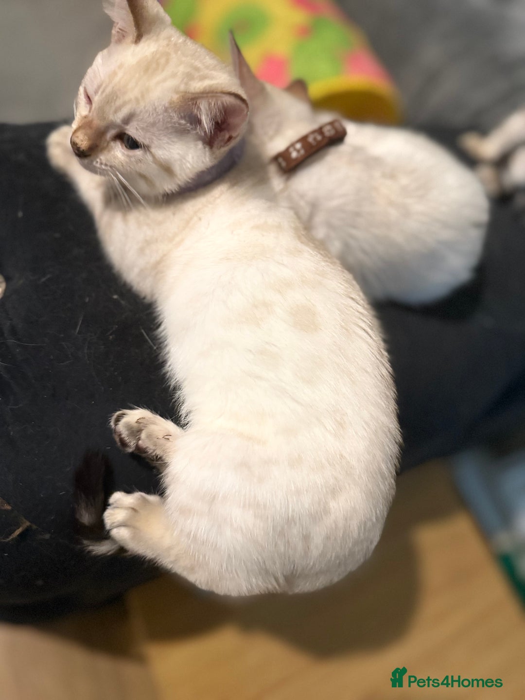 Bengal cats for sale: Blue Eyes Snow Lynx Bengal Kittens - Image 33