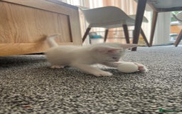 Mixed Breed cats for sale: Healthy & Playful Kittens - Image 4