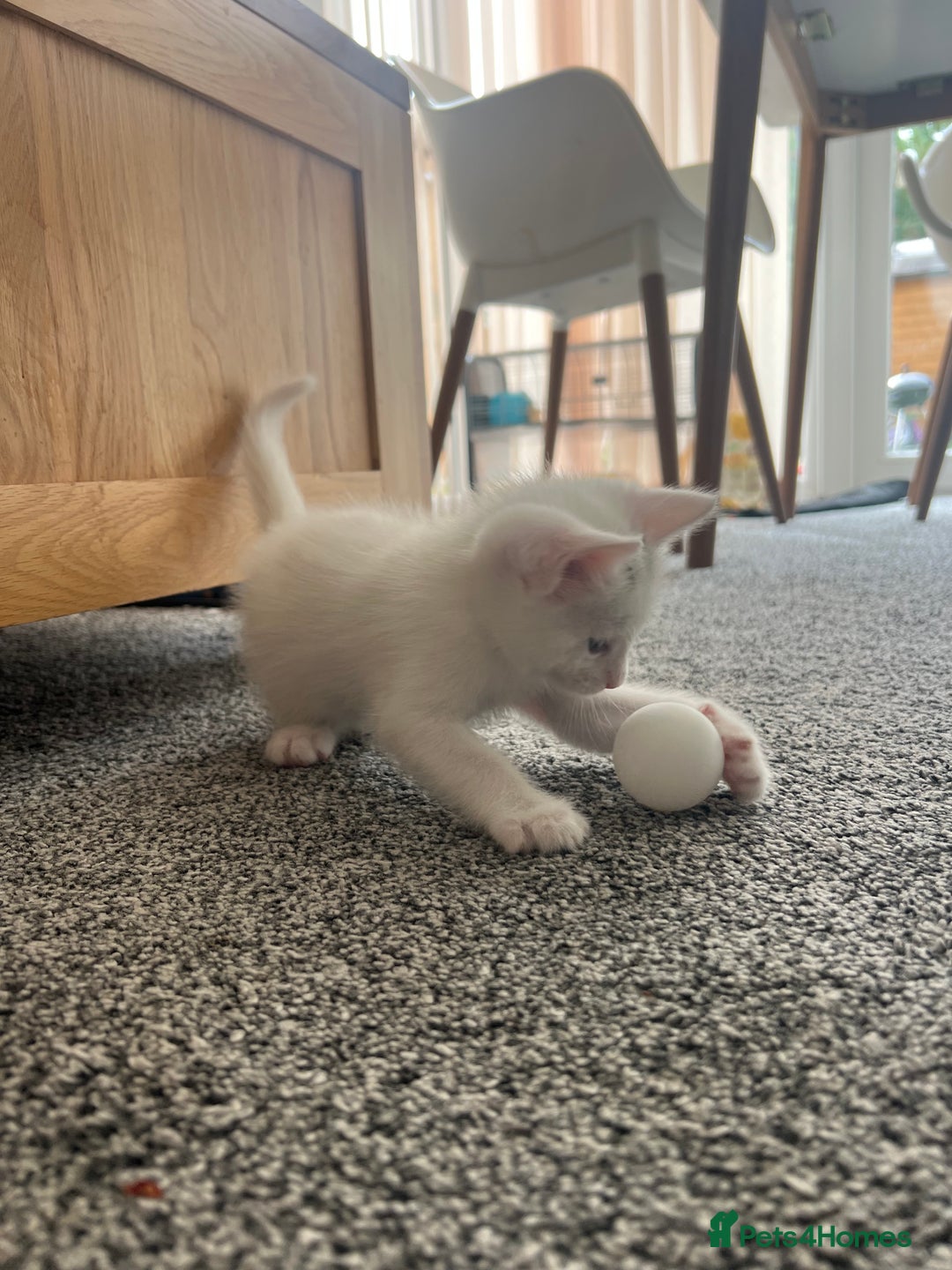 Mixed Breed cats for sale: Healthy & Playful Kittens - Image 4