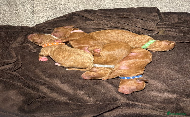 Cockapoo dogs Beautiful Cockapoo Puppies – Ready Early New Year - Advert 2