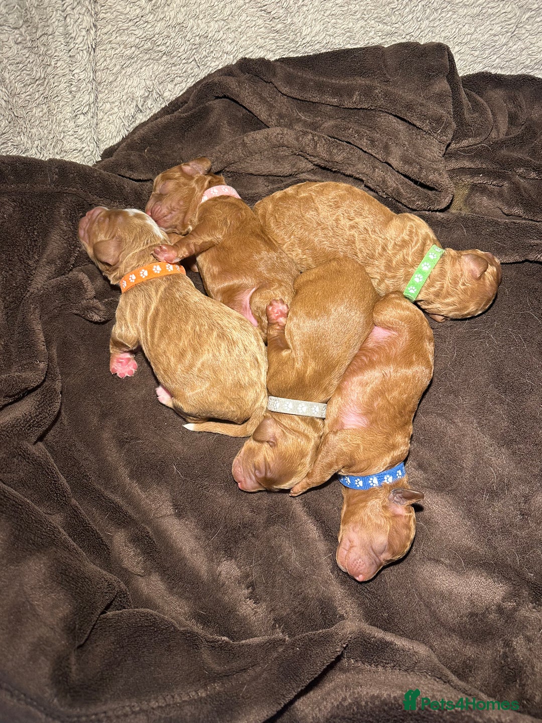 Cockapoo dogs for sale: Beautiful Cockapoo Puppies – Ready Early New Year - Advert 2