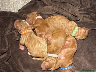 Cockapoo dogs Beautiful Cockapoo Puppies – Ready Early New Year - Advert 2