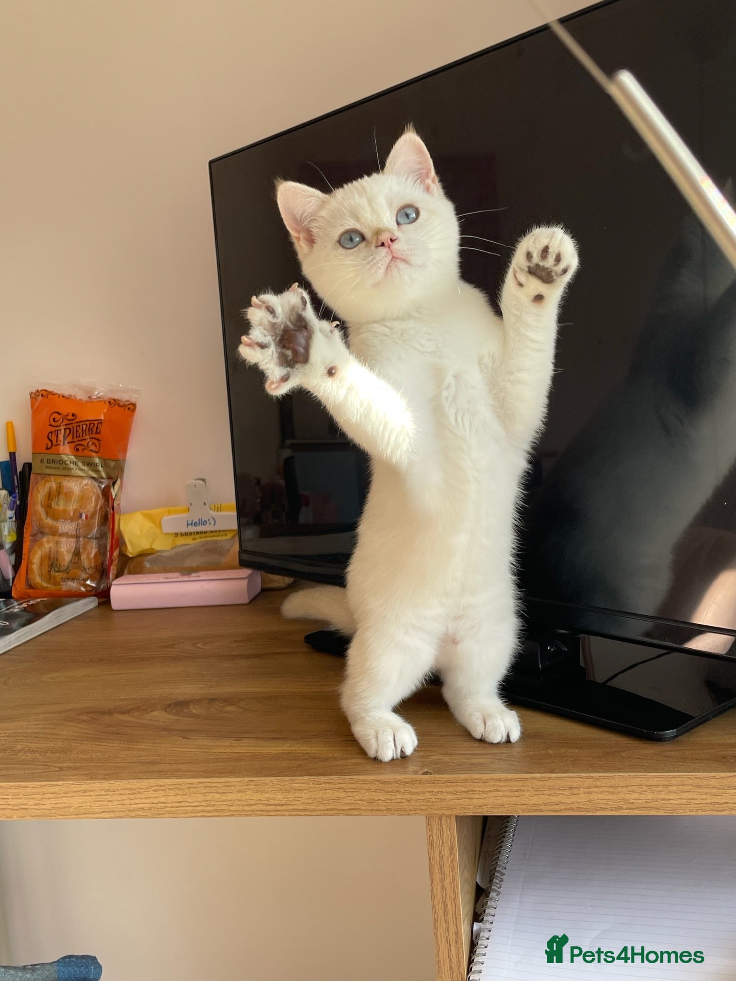 British Shorthair cats very beautiful BSH golden point  - Advert 10