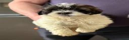 Shihpoo dogs for sale: Shitzu x poodle - Advert 3